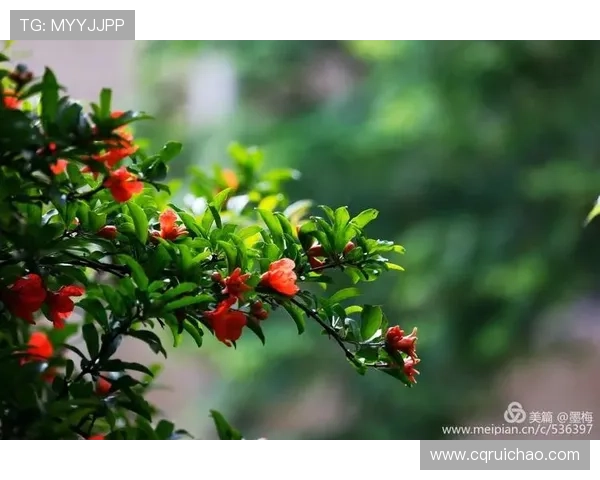 《石榴花开》：岁月如歌，情深几许，一场关于爱与成长的史诗